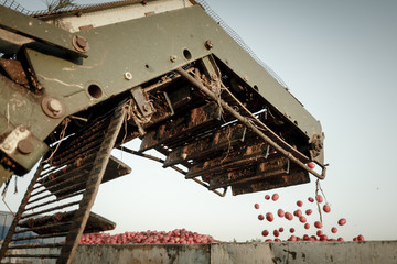 Cosechando tomate. Cosechadora y tractor con remolque recogiendo el tomate. Trabajo en el campo.