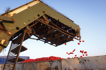 Cosechando tomate. Cosechadora y tractor con remolque recogiendo el tomate. Trabajo en el campo.