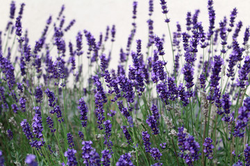 Beautiful purple lavender flowers in the garden