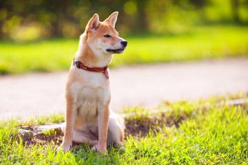 A young shiba inu sits in the park