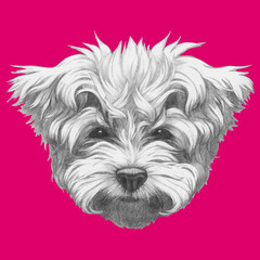 Portrait of Maltese Poodle. Vector.