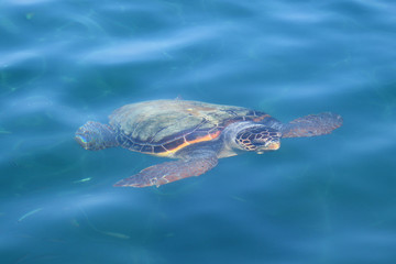 caretta loggerhead sea turtle