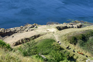 Cows on a cliff on the Bornholm island, Denmark.