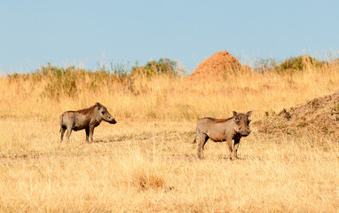 Warthog, Masai Mara