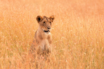 Female lion in Masai Mara