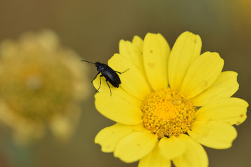 black beetle spring