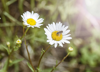 Fly on chamomile