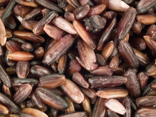 Wild Rice