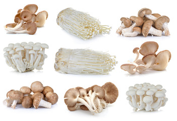 Shiitake mushroom , Enoki mushroom, White beech mushrooms, oyste