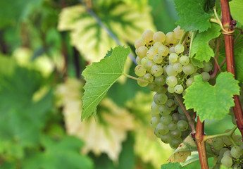 White grapes