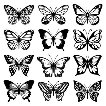 Butterfly Vector Set