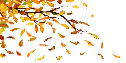 Branch with falling autumn oak leaves, isolated on white background.