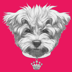 Portrait of Maltese Poodle with collar. Vector isolated elements.