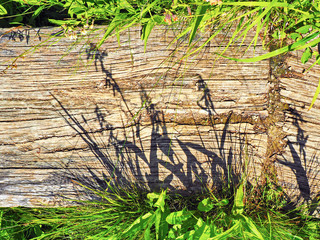 Holzweg - Hintergrund