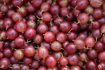 groseilles à maquereau