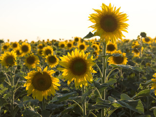 Two sharp sunflowers on the background of the set.