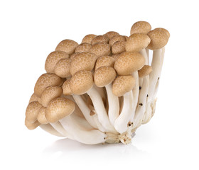 Brown beech mushrooms isolated on white background - Powered by Adobe