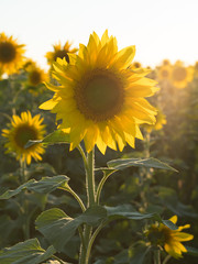 One sharp sunflower in solar backlight. Sunset time.