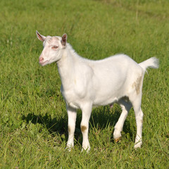 White baby goat in a green field on a farm