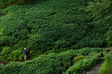 緑の中の山歩き