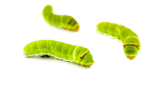 worm