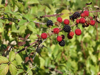 mûres sauvages