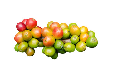 fresh coffee berries isolated on white