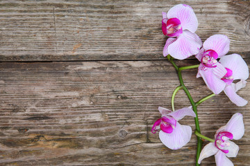 Fototapeta na wymiar Orchid (Phalaenopsis )