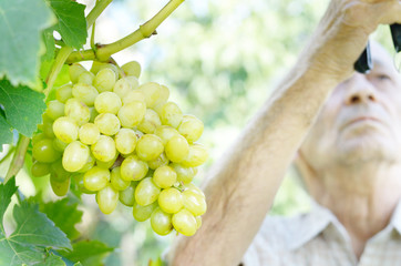 Senior farmer at vineyard