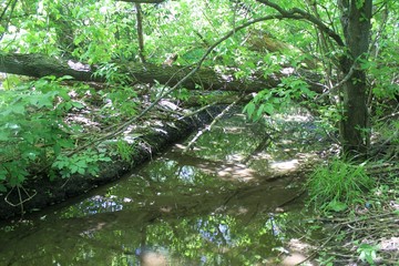 Stream in a forest