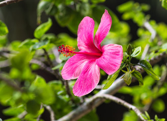 Obraz premium purple hibiscus flower