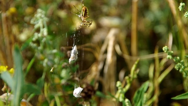 Wasp spider argiope bruennichi and his catch
