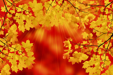 yellow leaves are on red background