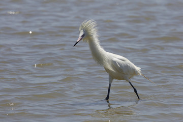 White Morph of Reddish Egret (Egretta rufescens) in Breeding Plumage Foraging for Food in Galveston Bay, Texas