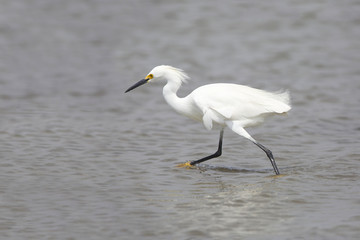 Snowy Egret (Egretta thula) in Breeding Plumage Foraging in Galveston Bay, Texas