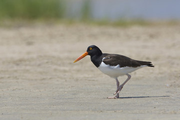 American Oystercatcher (Haematopus palliatus) walking on a sandy beach - Bolivar Peninsula, Texas