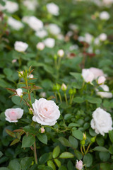 Obraz premium Garden pink roses