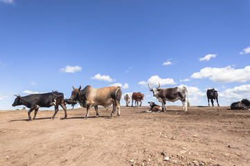 Fototapeta na wymiar Cattle bulls cows animals closeup on bare earth industrial encroachment farming lands