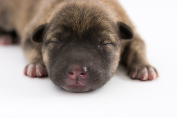 One day for newborn pup