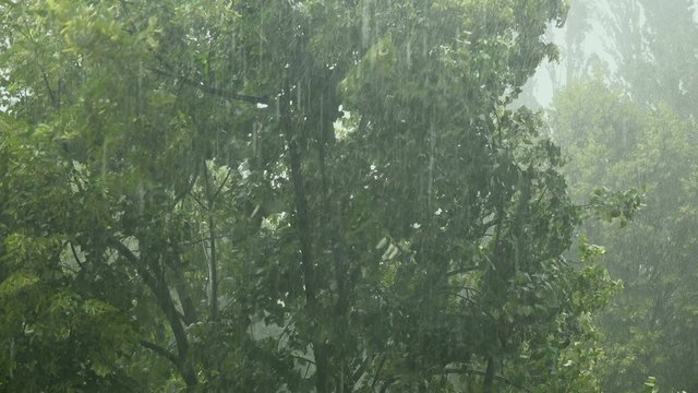 Summer rain showers, heavy rainstorm in summer season, strong wind blowing in trees, bad weather and meteorology background, 4k uhd footage, 3840x2160