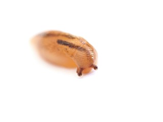 ナメクジ