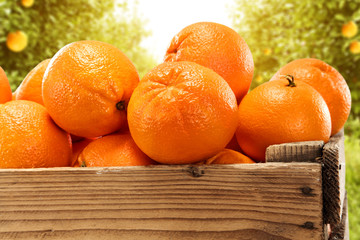 Fototapeta na wymiar orange fruits 