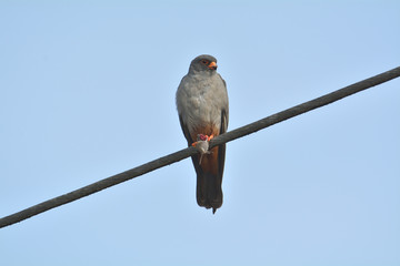 Red-footed falcon, Falco vespertinus, single male eating a mouse