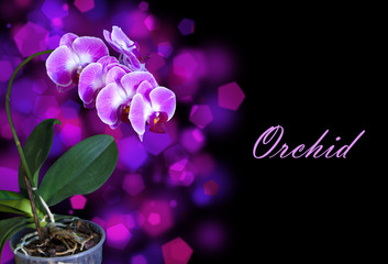 pink orchid in the pot on dark background