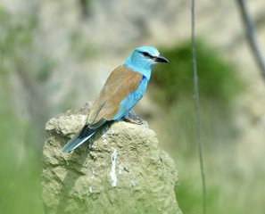 European roller (coracias garrulus) outdoor