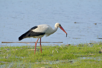 White stork in green grass