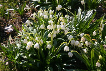 snowdrops