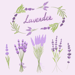 Hand drawn vector illustration of lavender