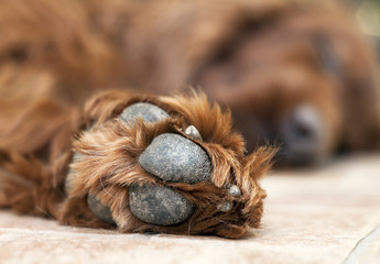 Paw of a cute lazy dog