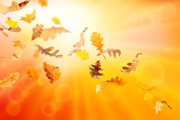 Autumn background with falling oak leaves 